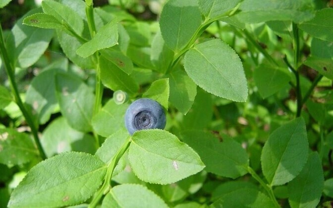 Miks sõid Teise maailmasõja sõjalendurid palju mustikaid?