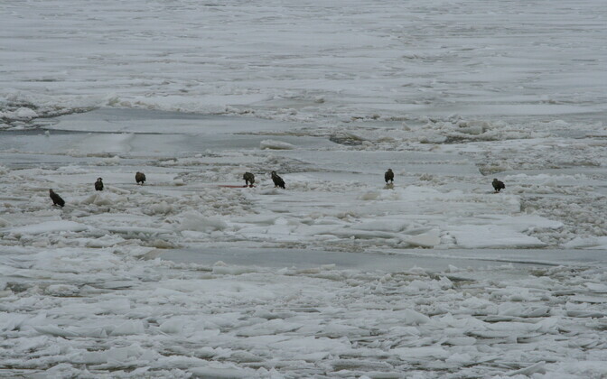 TTÜ meresüsteemide instituudi jääuurijad nägid Pärnu lahel mitmeid merikotkaid.