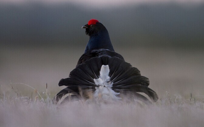 Ajakirja Loodusesõber eriauhind Vereta Jaht 2015 fotovõistlusel