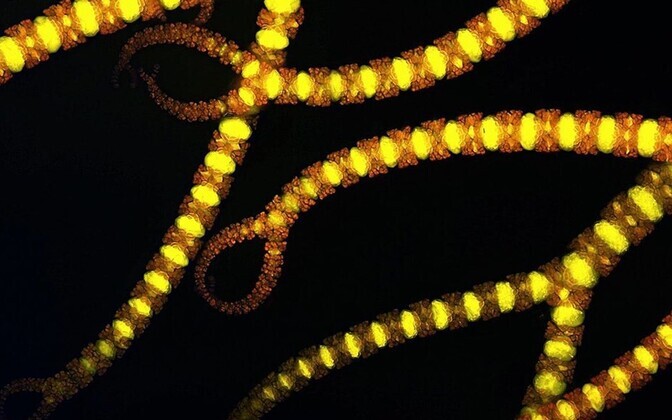 Punavetikas Ceramium tenuicorne epifluorestsents mikroskoobi all. (2015. aasta kandidaat).