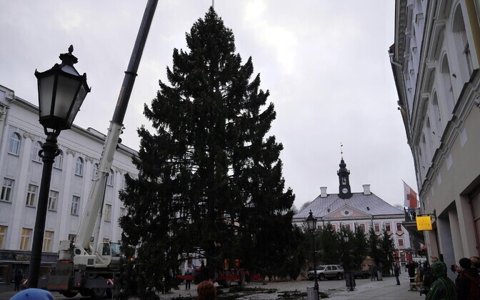 Tartusse püstitati jõulukuusk