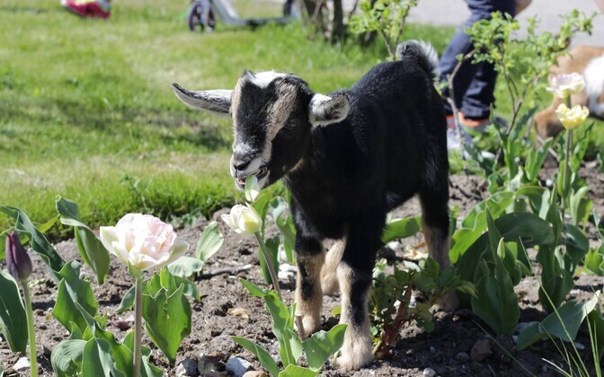 Kitsetalled vabaduses