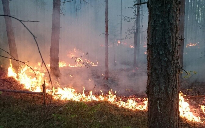 Kuningaküla metsapõleng.