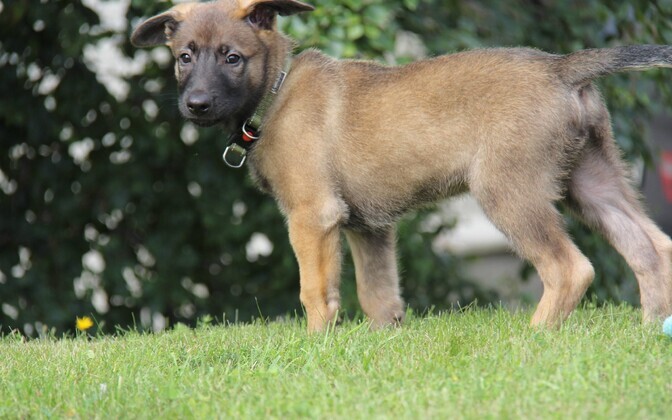 2-month-old Välk the Belgian shepherd is the first ever K9 service dog to join the Central Criminal Police in Estonia.