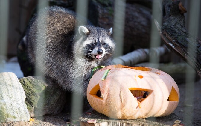 Kõrvitsapidu loomaaias