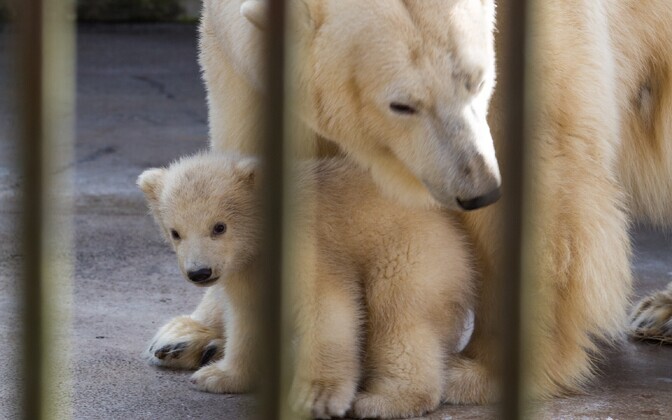 Jääkarud Friida ja Aron