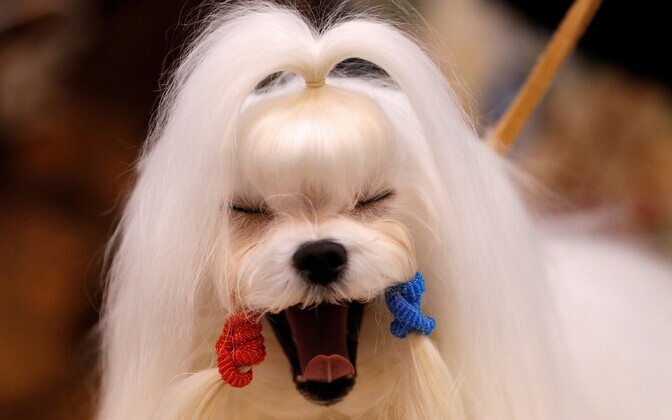 Koertenäitus Crufts