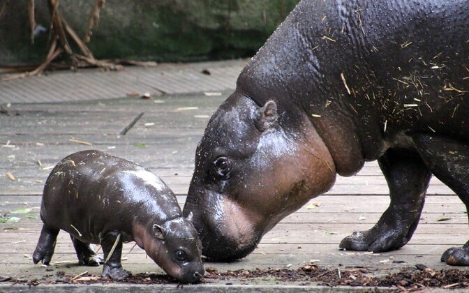 Taronga loomaaia kääbusjõehobu
