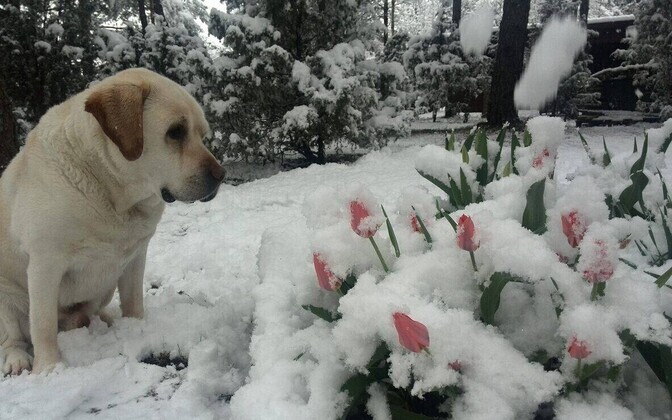 Lumine Saaremaa 10. mail