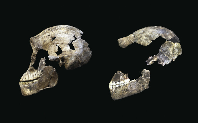 Homo naledi kolbad.
