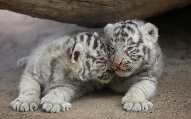 San Jorge loomaaia tiigrid