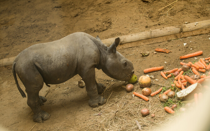 Tallinna loomaaias sündis ninasarvikubeebi
