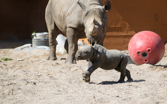 väike ninasarvik õues