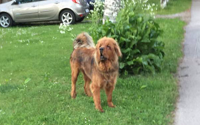 Пес нападает на людей в районе Пирита.