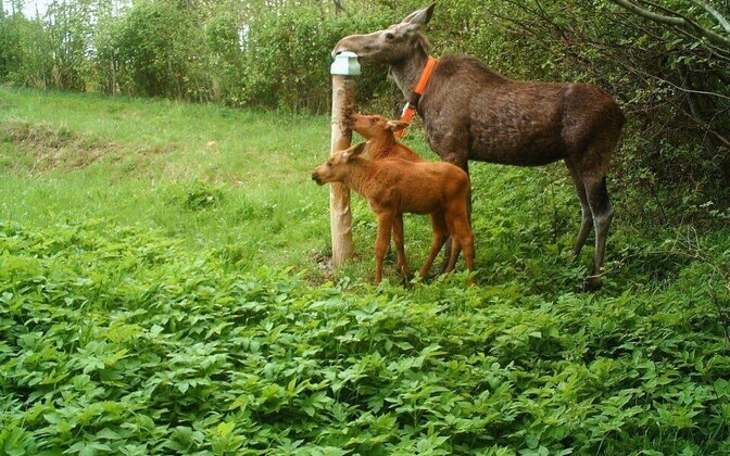Kaelustatud põdrad Kose-Mäo uurimisalal