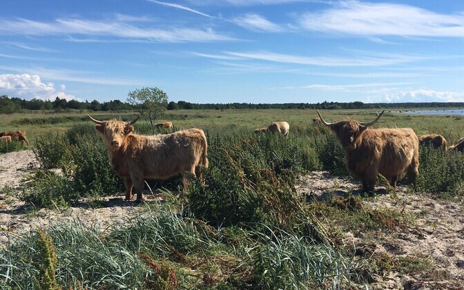 Šoti mägiveised on rahulikud, aga küllaltki uudishimulikud. Nende peremees ütleb, et veeäärsel niidul on nad hea toiduga niivõrd harjunud, et maitse on teravnenud ka leiva osas. Vissid võtavad vastu vaid Säästu leiba.