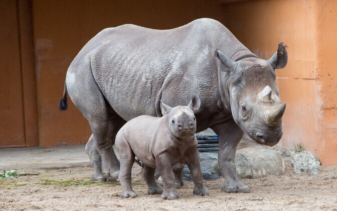 Tallinna loomaaia ninasarvikud
