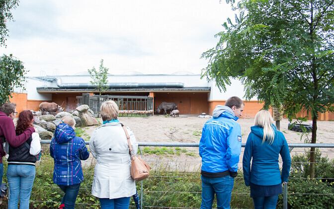 Loomaaia sünnipäev