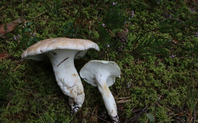 Harilik lambaseenik, Albatrellus ovinus.