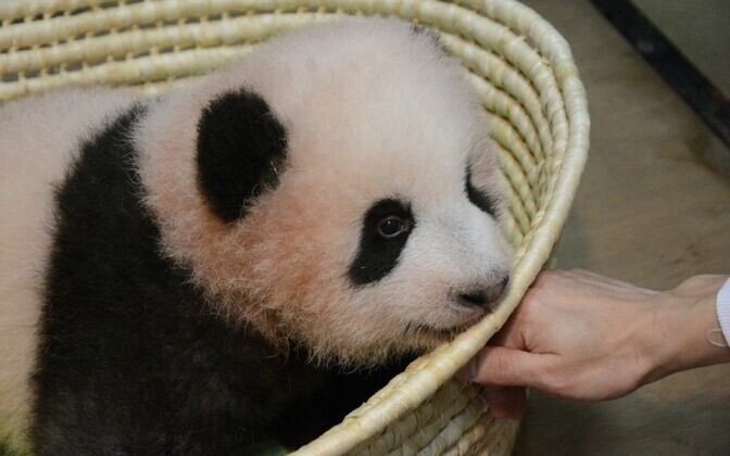 Pisike panda sai nimeks Xiang Xiang