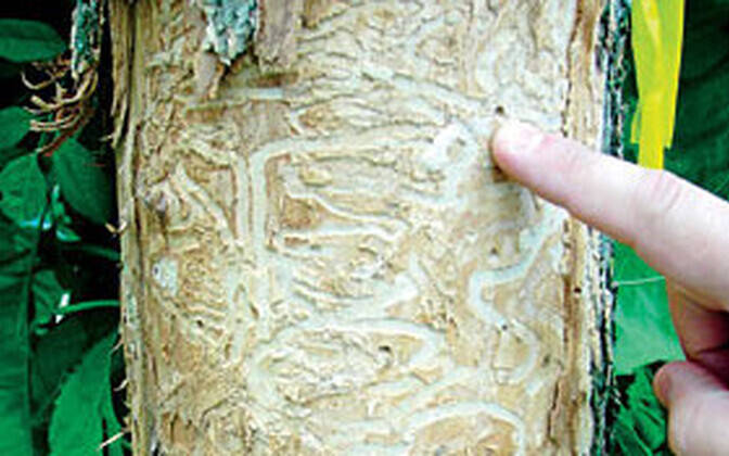 Olulise osa Eesti ekspordist moodustavad puit ja puidutooted.