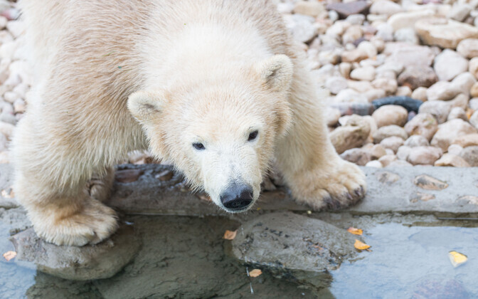 Jääkarumaailma avamine