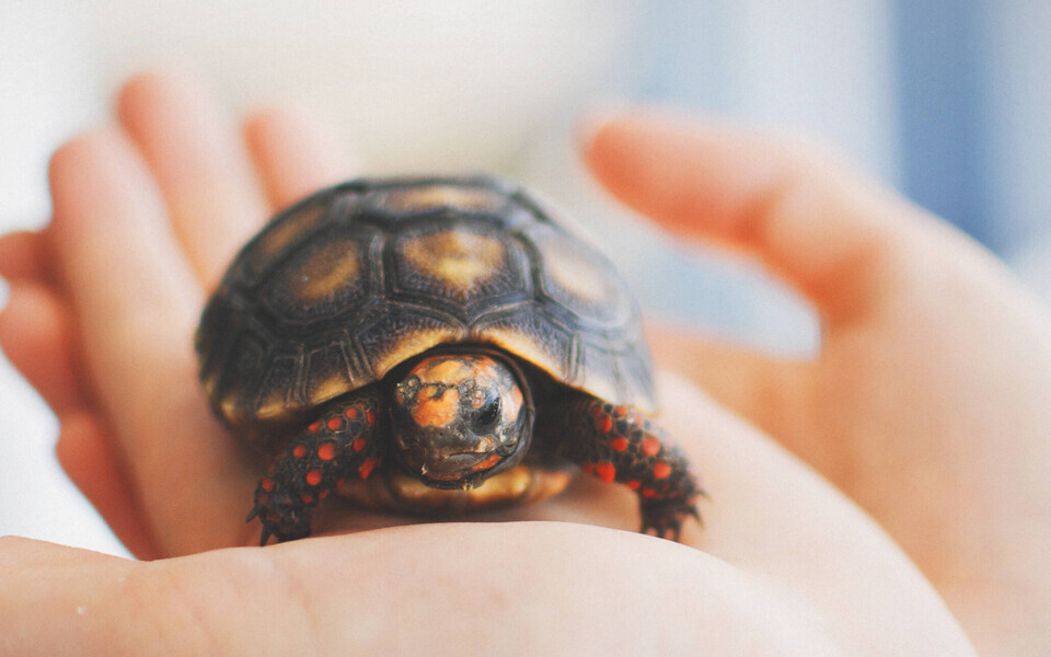 Черепаха.