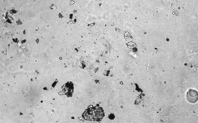 vihm