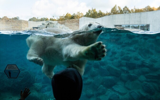 Jääkarupoeg Aron ja ema Frida ujumas