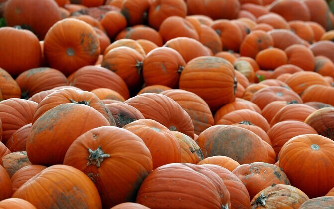 Kõrvitsafarm Colchesteris