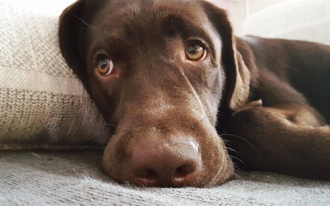 Televaatajate koerad