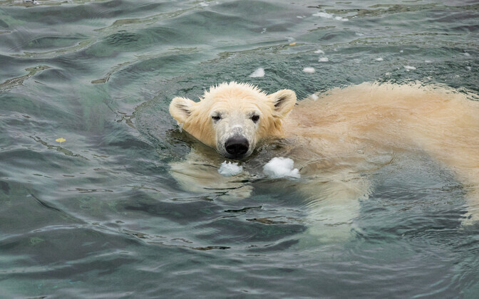 Jääkarud lumes. Tallinna Zoo.