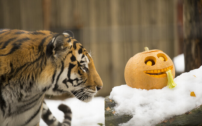 Kõrvitsapidu Tallinna Loomaaias.