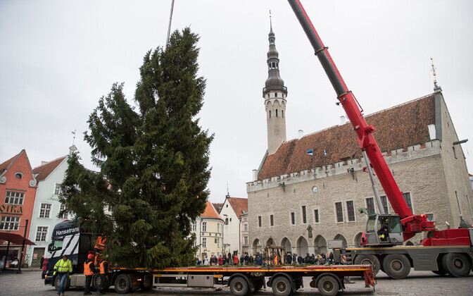 Jõulupuu jõudis Tallinna Raekoja platsile