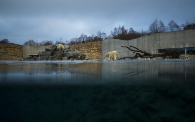 Jääkarude sünnipäev. Tallinna Zoo.
