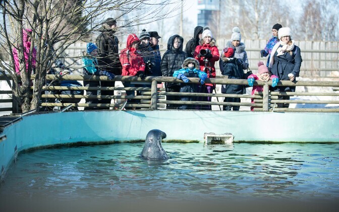 День тюленя в Таллиннском зоопарке