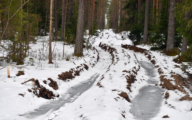 Лес под Нарва-Йыэсуу.