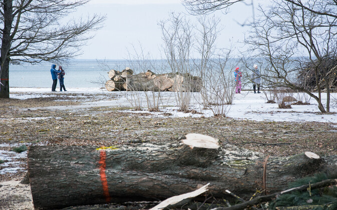 Рубка деревьев.
