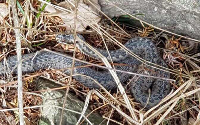 Saaremaa kevadekuulutajad rästikud on liikvel.