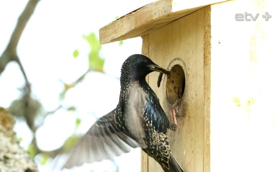 Скворечник