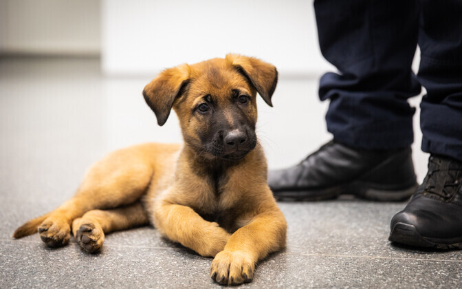 Västriku loomakliinik kinkis Põhja prefektuurile belgia lambakoera kutsika.