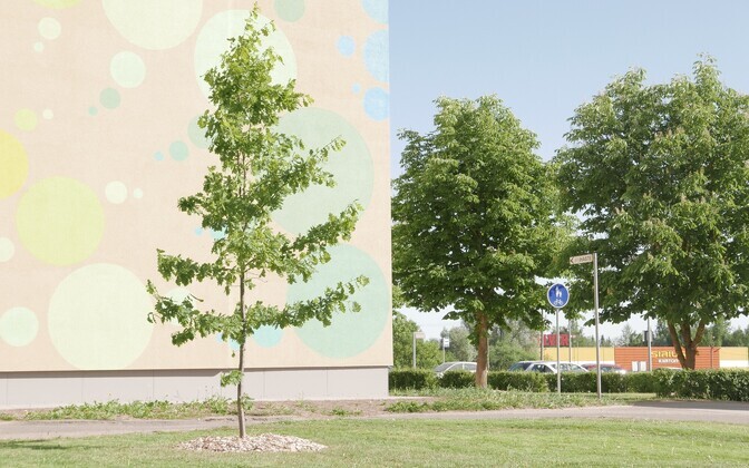 Üle Eesti sirguvad korteriühistute tammed