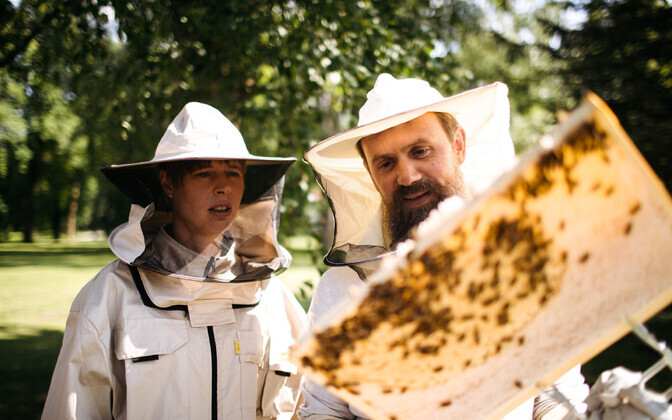 Керсти Кальюлайд забирает мед в Кадриорге.