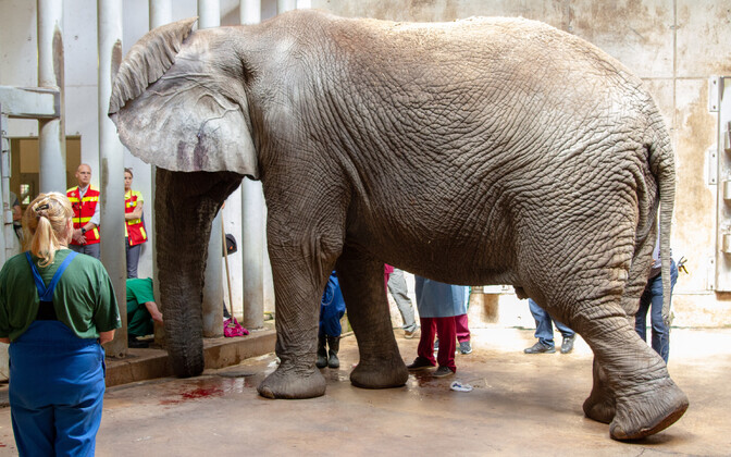 Tallinna loomaaias opereeriti elevant Carli