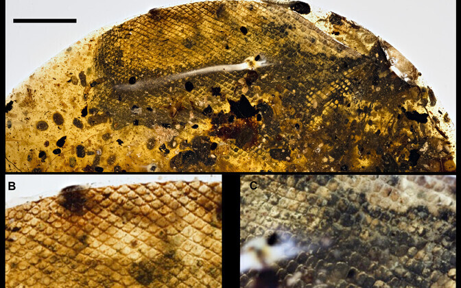 A) Vaigutükiosa, milles on näha maonahk (u 5mm). B) ja C) Suurendatud osad naha erinevatest osadest (u 1mm)