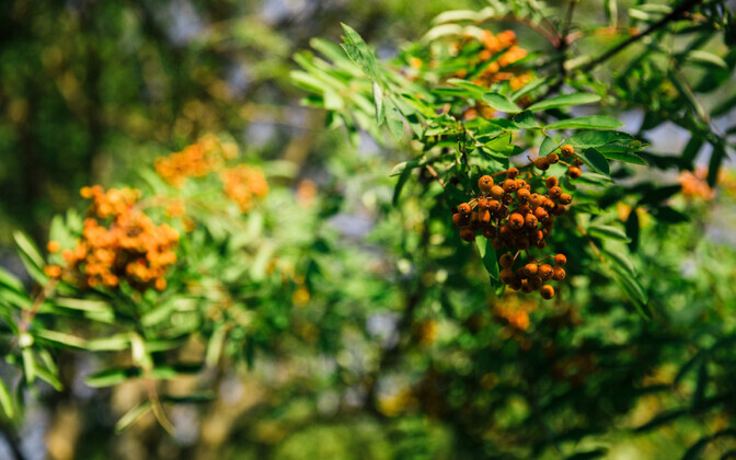 Märgid sügisest Tallinnas