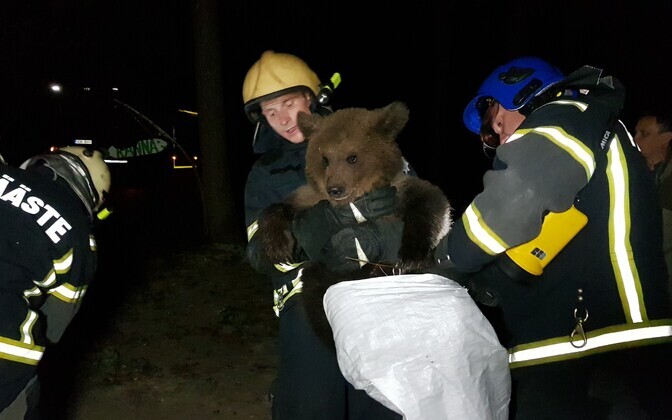 The two brown bear cubs being returned from Saaremaa to the Estonian mainland by Rescue Board personnel.