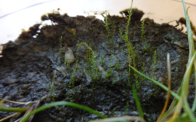 Tartu Ülikooli samblauurijate kogutud levisepanga proovist tärkasid viis kuud hiljem Eestis seni väljasurnuks peetud harjaka tahuksambla võsud.