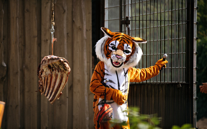 Tiigripäev Tallinna loomaaias