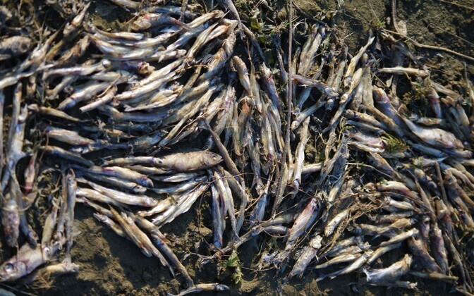 Surnud kalad Peipsi rannas